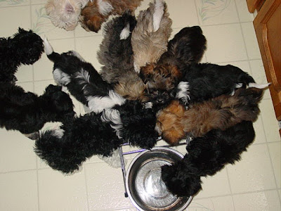 feeding_time